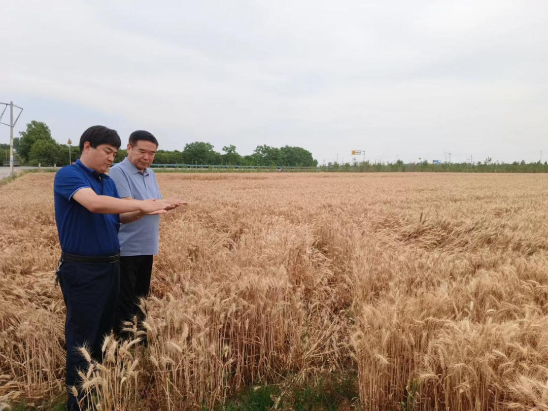 1740990578912072326.png 56.谢总看夏粮食.png